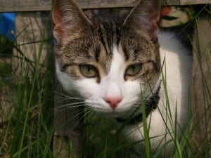 Imageof a curious cat