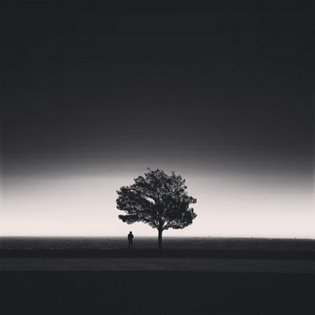 Foster Beach Tree